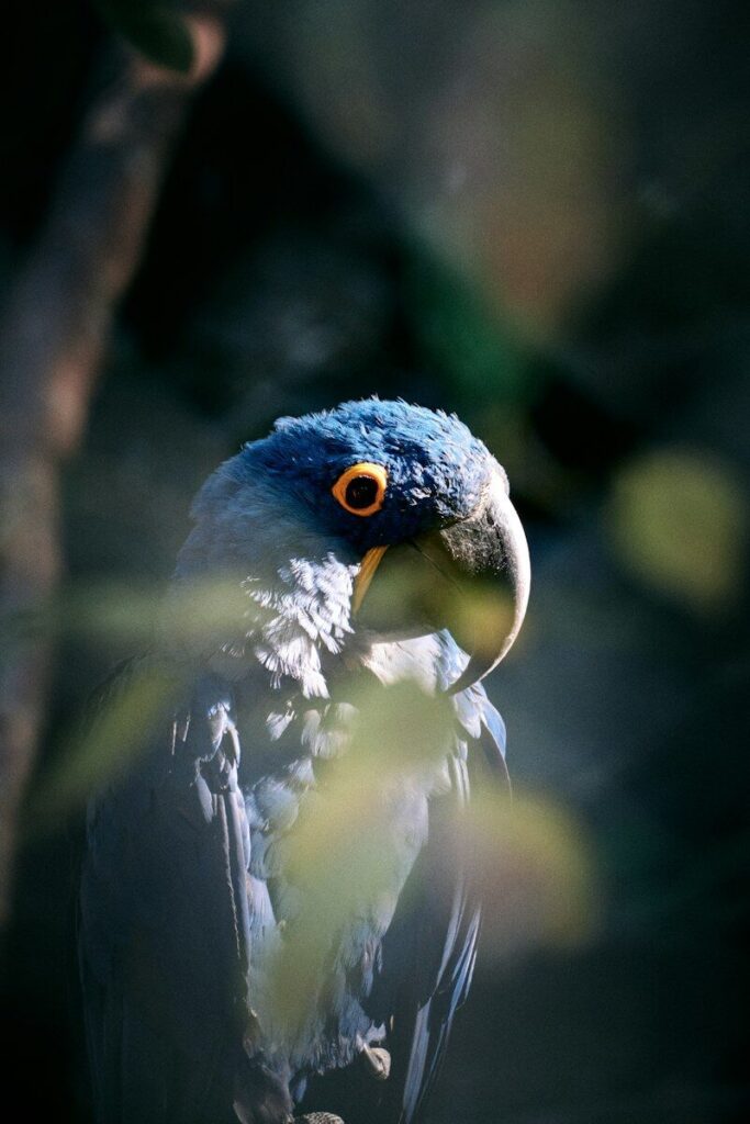 A blue macaw with bright yellow rings around its eyes, framed by blurred foliage